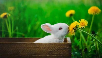 世界杯客户端安装说明-意大利老字号揭不开锅 利沃诺重演帕尔马悲剧？